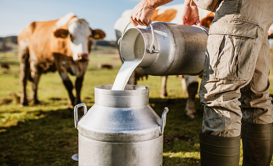 man pouring milk in a canister with cows watching in the background